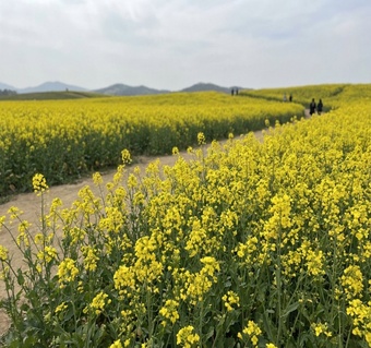 3월 제주도 날씨와 유채꽃 여행 완벽 가이드