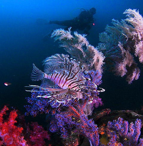 바다다이브 체험다이빙