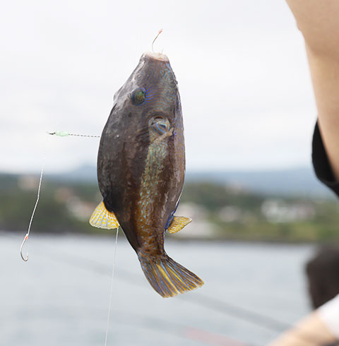 럭셔리 요트투어 (그랑블루)