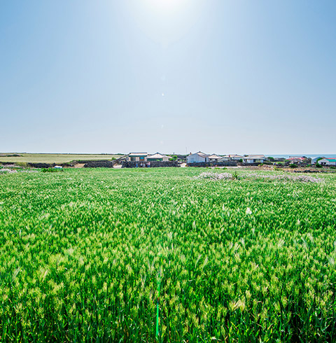 가파도 정기여객선